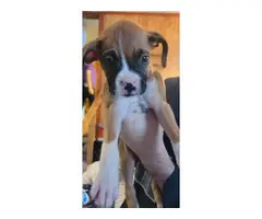 Pure bred boxer puppies - 3