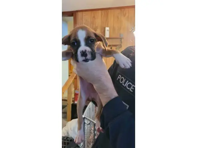 Pure bred boxer puppies - 4/5