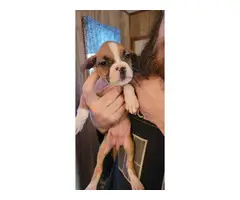 Pure bred boxer puppies - 5