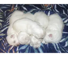 Male and female Coton de Tulear puppies - 2