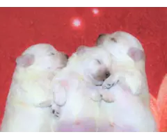Male and female Coton de Tulear puppies - 4
