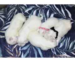 Male and female Coton de Tulear puppies - 5