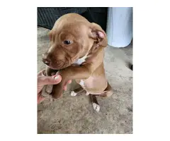Red male pitbull needs a good home