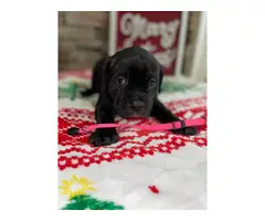 5 Registered Cane Corso Puppies for sale - 6