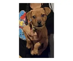 9 weeks old Pitweiler puppy looking for a new home - 3