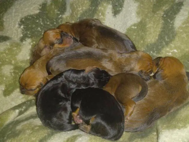 5 males and 4 females Hound puppies for sale - 1/5