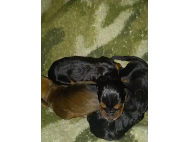 5 males and 4 females Hound puppies for sale - 3/5