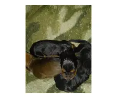 5 males and 4 females Hound puppies for sale - 3