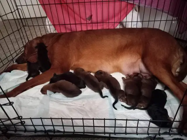 5 males and 4 females Hound puppies for sale - 4/5