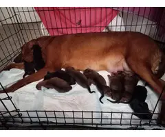 5 males and 4 females Hound puppies for sale - 4