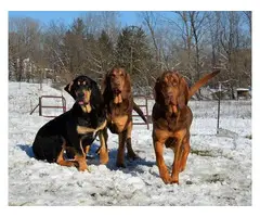 5 males and 4 females Hound puppies for sale - 5
