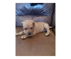 5 pitbull puppies looking for a good home - 5