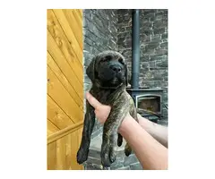 4 beautiful Mastador Puppies for Sale - 3