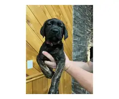 4 beautiful Mastador Puppies for Sale - 4