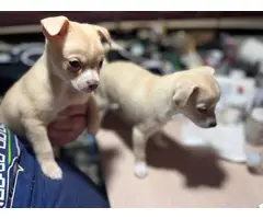 2 male Chihuahuas - 2