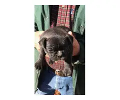 3 Frenchton puppies for sale - 7