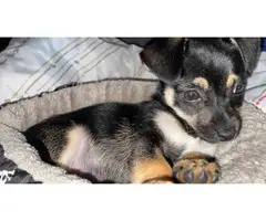 Adorable baby Chiweenie puppy - 2
