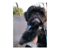 5 months old Black and White Shih Tzu