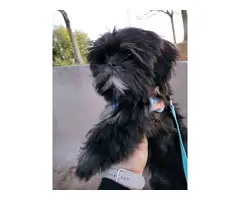 5 months old Black and White Shih Tzu - 2