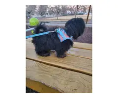 5 months old Black and White Shih Tzu - 3