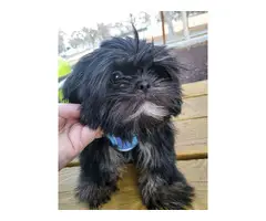 5 months old Black and White Shih Tzu - 4
