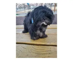 5 months old Black and White Shih Tzu - 5