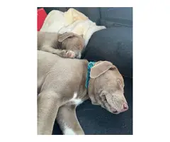 2 female pit bull puppies