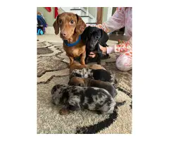1 brindle and 1 red dapple tri merle mini dachshund