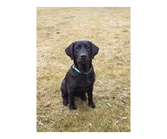 6 Black Lab Puppies for Sale