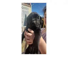 6 Mastiff puppies for sale