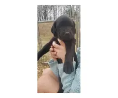 6 Mastiff puppies for sale - 3