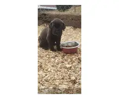 6 Mastiff puppies for sale - 5