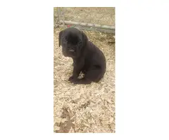 6 Mastiff puppies for sale - 6