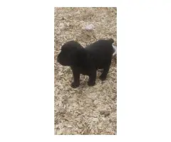 6 Mastiff puppies for sale - 7