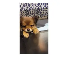 1 small baby Pomeranian puppy - 3