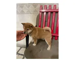 Sweet Shiba Inu puppy for sale