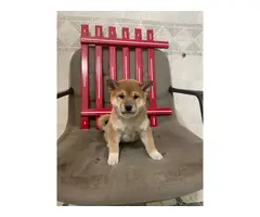 Sweet Shiba Inu puppy for sale - 2