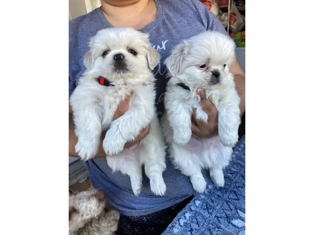 Cute Pekingese Puppies - 1/3