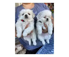 Cute Pekingese Puppies - 1