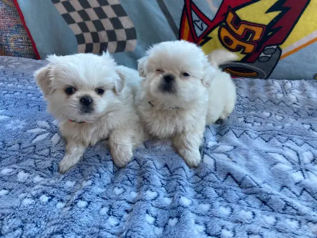 Cute Pekingese Puppies - 2/3