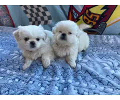 Cute Pekingese Puppies - 2