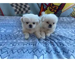 Cute Pekingese Puppies - 3