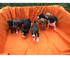 Fullblooded mountain feist puppies