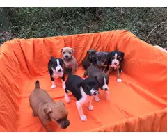 Fullblooded mountain feist puppies