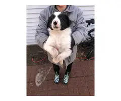 Beautiful smooth coat Border Collie Puppies for sale
