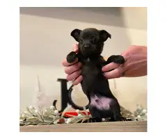 5 Chihuahua puppies needing a new home