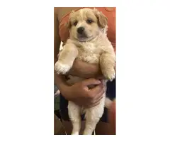 4 Purebred Maltipoo puppies for sale - 2