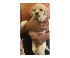 4 Purebred Maltipoo puppies for sale - 3
