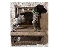 3 liver roan male German Shorthaired puppies