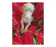 Doberman pinscher puppies for sale - 1